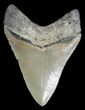 Inch, Serrated, Anterior Megalodon Tooth #3600-1
